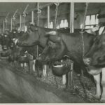 Koeien met voergang, 1952. Zeeuws Archief, Fotoarchief ZLM, nr 184-10