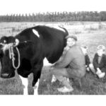 Gerrit Kars melkt koe. Fred en John. Op de Nobelweg. Op de achtergrond de bomen van de Gooiseweg. Anno ± 1958. Foto: John Kars