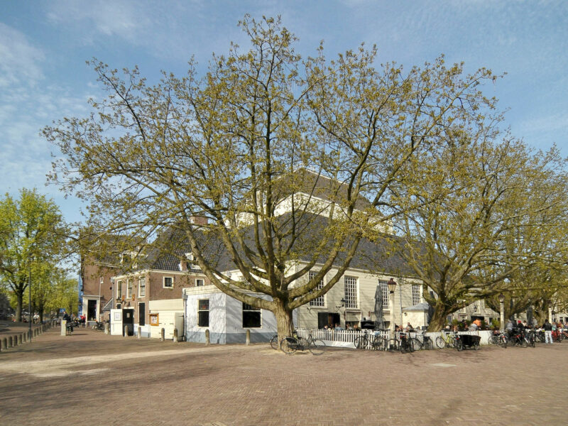 Een van de prachtige vleugelnootbomen met daarachter de Amstelkerk.